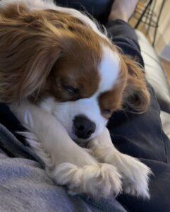 Close-up of a sleepy Cavalier King Charles Spaniel wearing a personalized pet tag