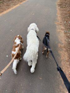 Three leashed dogs walking together on a paved path, each wearing a pet ID tag