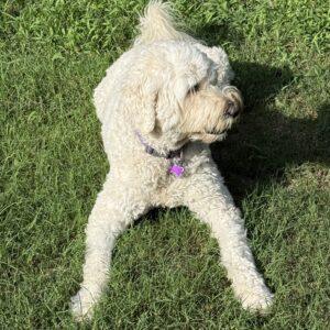 Dog wearing a personalized QR code pet ID tag on its collar in the grass