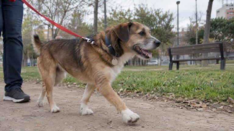 Perro con placa de identificación en el collar