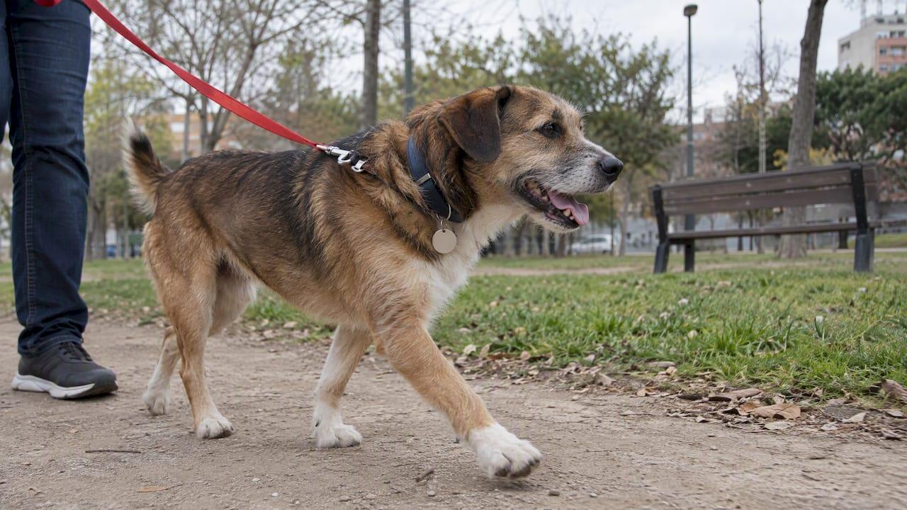 Perro con placa de identificación en el collar