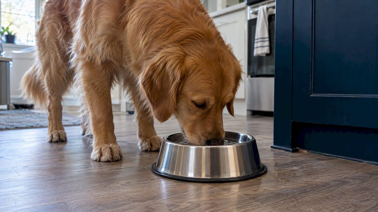 Dog drinking from an engraved stainless steel pet bowl